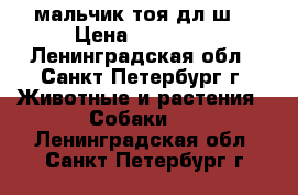 мальчик тоя дл.ш. › Цена ­ 25 000 - Ленинградская обл., Санкт-Петербург г. Животные и растения » Собаки   . Ленинградская обл.,Санкт-Петербург г.